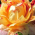 Bordovo - žltá - Záhonová ruža - grandiflora - Nimet